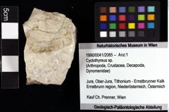 Foto (Objket + Etiketten) von Cyclothyreus sp. 